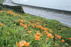 Lilium maculatum