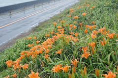 Lilium maculatum
