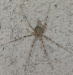 Neotama mexicana