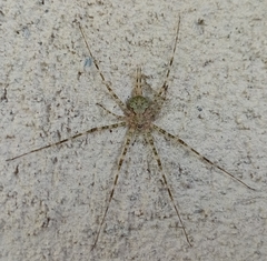 Neotama mexicana