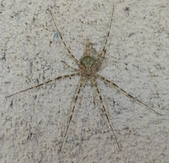 Neotama mexicana