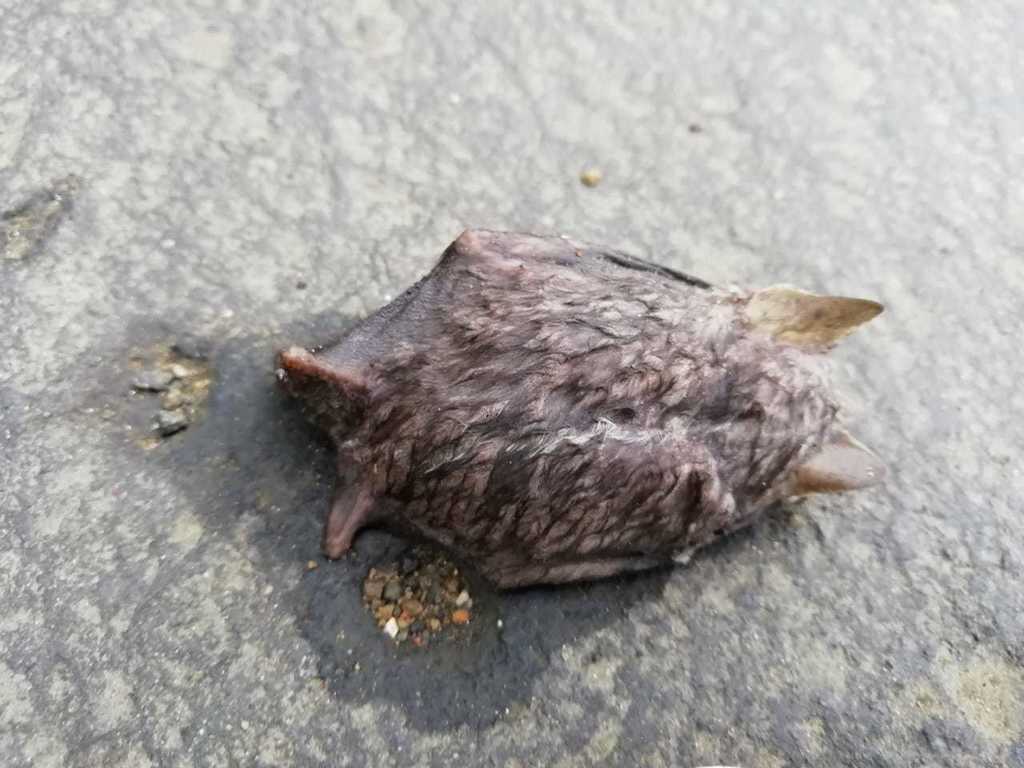 Matapalo Broad-Nosed Bat