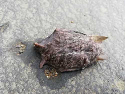 Matapalo broad-nosed bat (Platyrrhinus matapalensis) — Near Threatened Mammalia