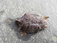 Platyrrhinus matapalensis