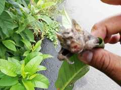 Platyrrhinus matapalensis