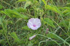 Ipomoea carnea