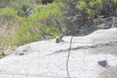 Ammospermophilus interpres