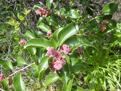 Rhus integrifolia × ovata