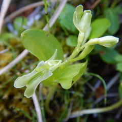Neottia borealis