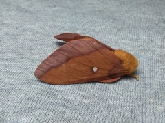 Anisota virginiensis