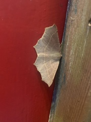 Tetracis cervinaria