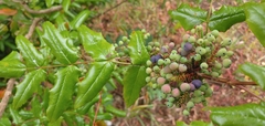 Berberis