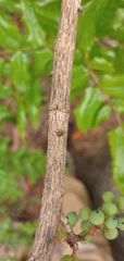 Berberis