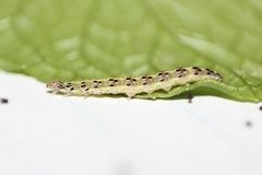 Pyrausta phoenicealis