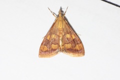 Pyrausta phoenicealis