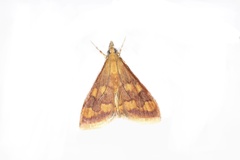 Pyrausta phoenicealis