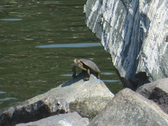 Actinemys marmorata pallida