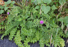 Cirsium maritimum
