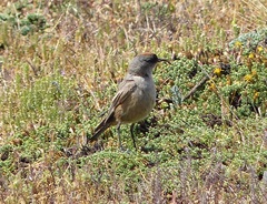 Muscisaxicola capistratus