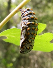 Euphydryas chalcedona