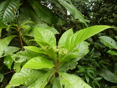 Premna hispida