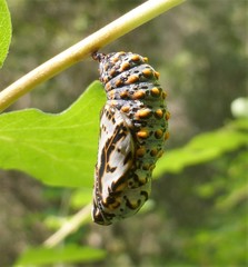 Euphydryas chalcedona