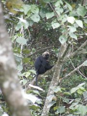 Semnopithecus johnii