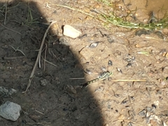Arigomphus villosipes