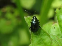 Altica oleracea