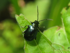 Altica oleracea