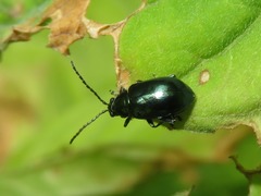 Altica oleracea