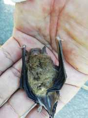 Myotis riparius