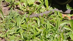 Nerodia sipedon