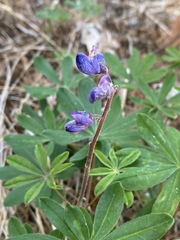 Lupinus perennis