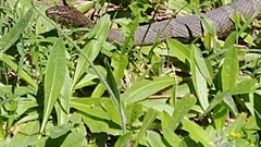 Nerodia sipedon