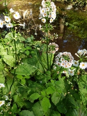 Primula japonica