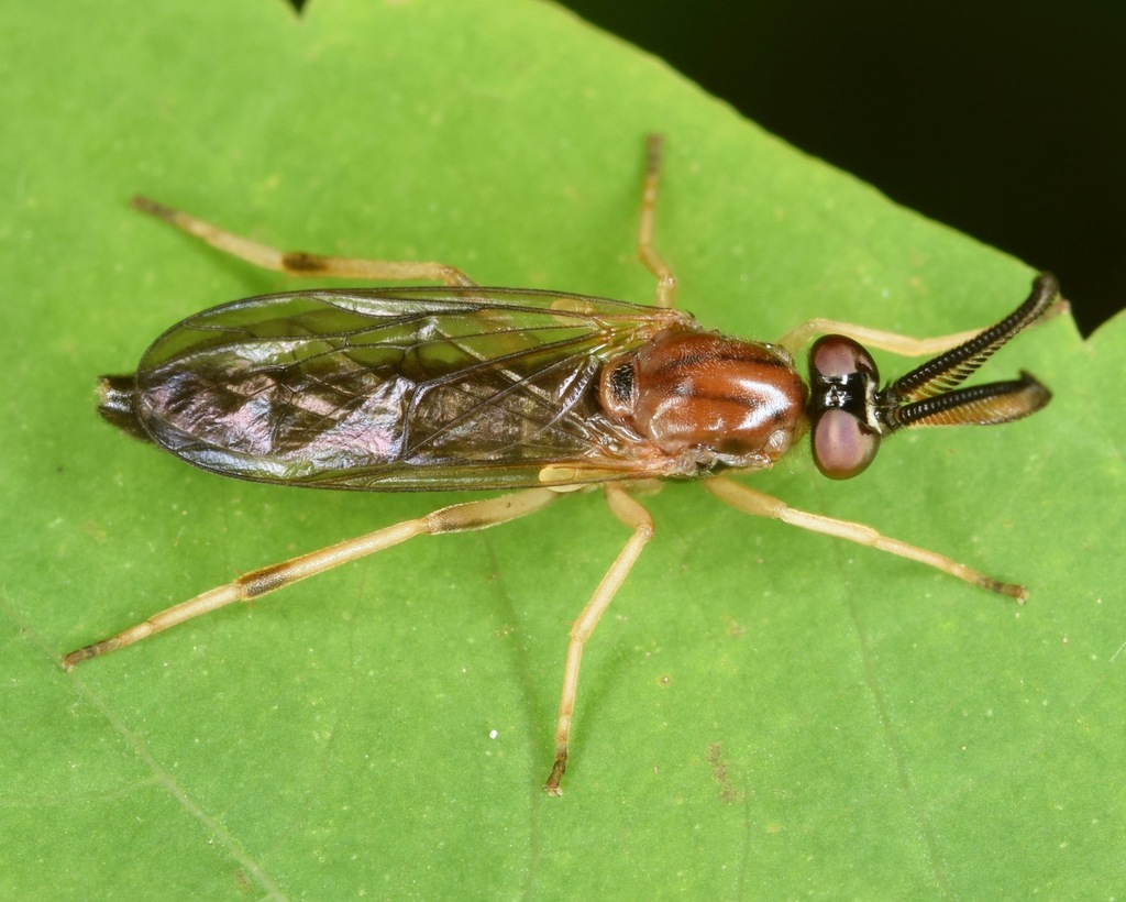 Rachicerus obscuripennis