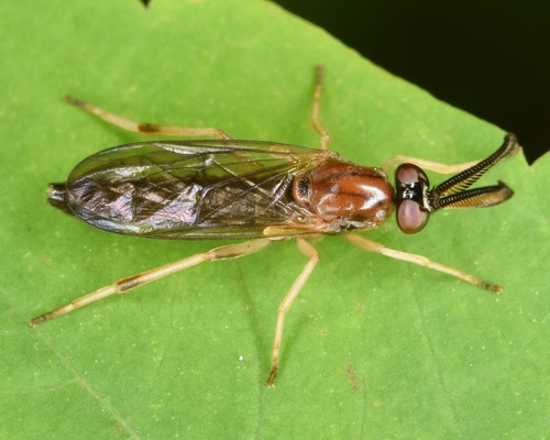 Rachicerus obscuripennis
