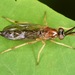 Rachicerus obscuripennis - Photo (c) skitterbug, some rights reserved (CC BY), uploaded by skitterbug