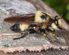 Laphria grossa