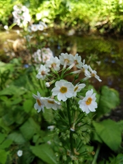 Primula japonica
