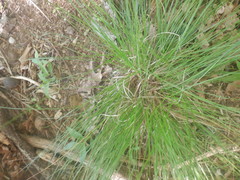 Carex leptalea