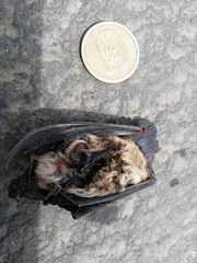 Myotis nigricans
