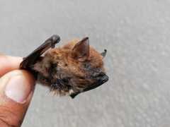 Myotis nigricans