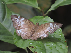 Euthalia monina monina