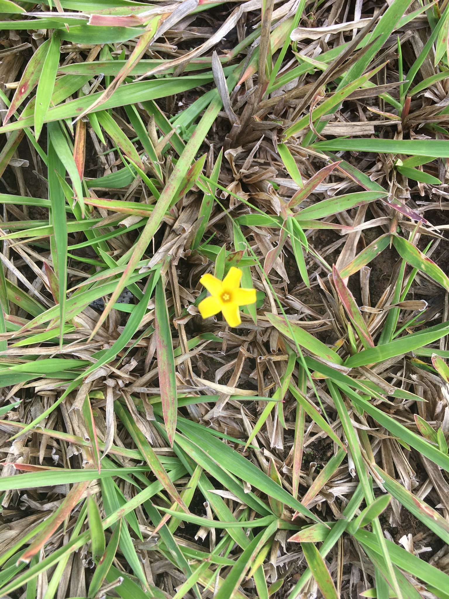 Oxalis corniculata