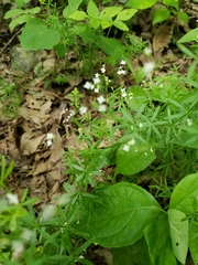Galium concinnum