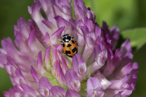Parenthesis Lady Beetle (Hippodamia parenthesis), a species recorded in Alaska