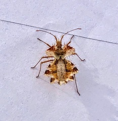 Phyllomorpha laciniata