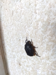 Protaetia morio